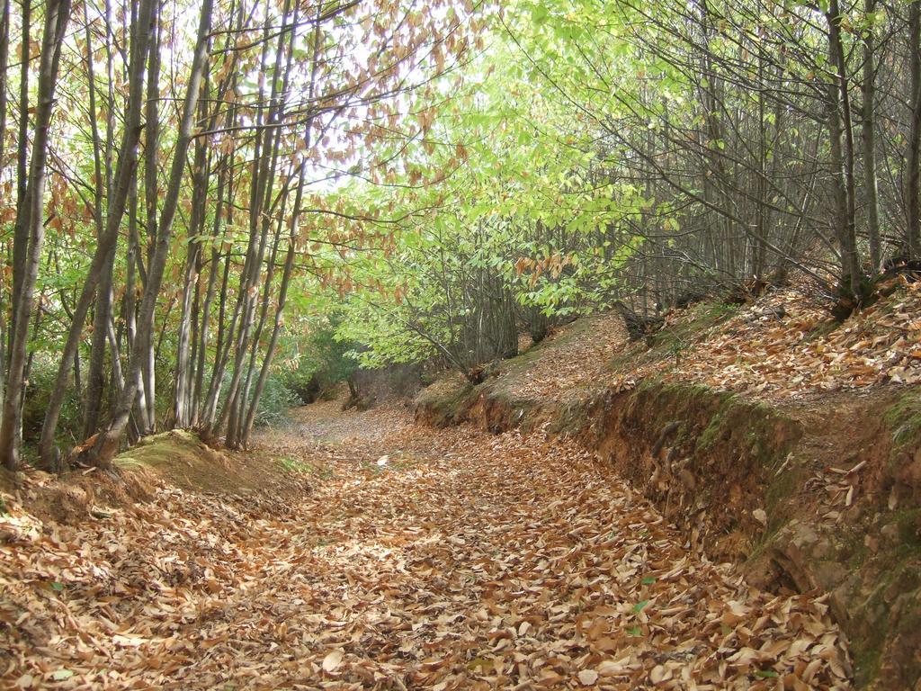 La Nueva Andalusi Cazalla de la Sierra